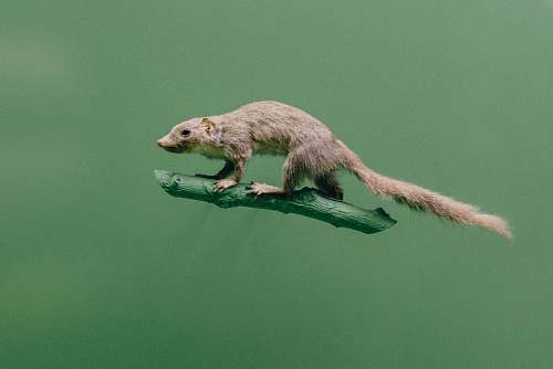 new york squirrel rat